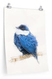 White-ruffed Manakin Paper Print