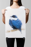 White-ruffed Manakin Paper Print