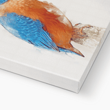 Common Kingfisher Canvas