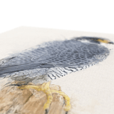 Peregrine Falcon Canvas